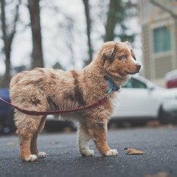 Handsomedogs:   Mesa   Erin Slee 