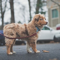 handsomedogs:   Mesa   Erin Slee 