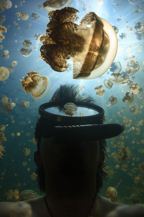 plasmatics-life:  Jellyfish Lake by Parnupong Norasethkamol | (Website)