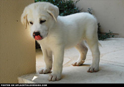 aplacetolovedogs:  My what big paws you have little puppy! This is Einstein a Great Pyrenees Mastiff mix puppy Original Article