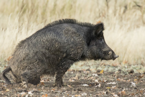 Wild boar (Sus scrofa)Photo by Marlin Harms