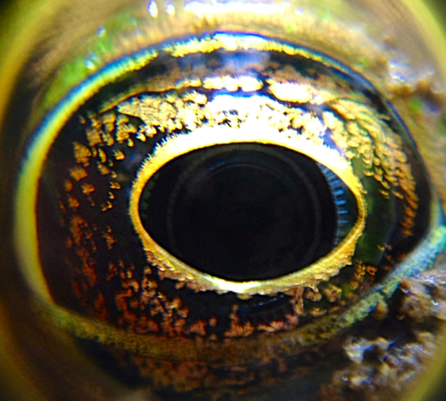 A bullfrog eye
