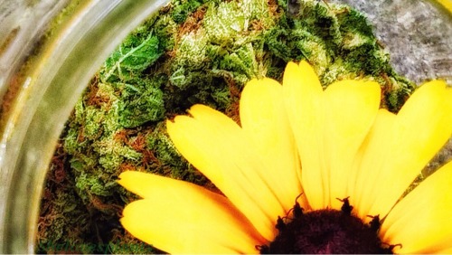 shelovesplants: Happy jar of weed 🙏🏻🌼💚💨🙏🏻🌼💚💨