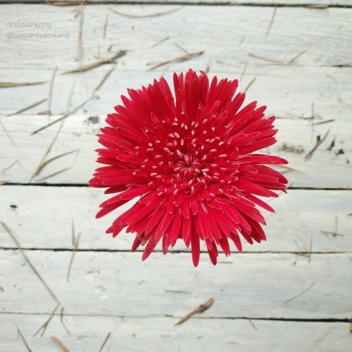 #เยอบีร่า #gerbera #thaigerbera #colourful #flowers #botany #botanicalgarden #worrapongfarm #samkok 