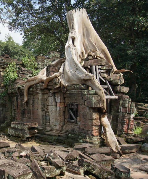 spontantrip:Angkor is one of the most important and the greatest archaeological sites in the world. 