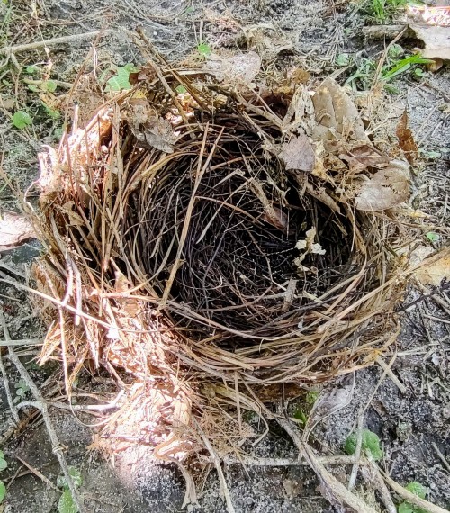 Found A Bird's Nest Under The Fig Trees This Morning. Looks Like Maybe A Mockingbird Nest. The Fledglings