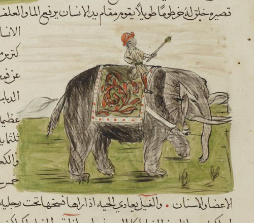 Riding an elephant on fol. 15r of LJS 447, Volumes 20-22 of Masālik al-abṣār fī mamālik al-amṣ