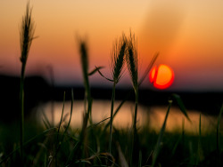 tulipnight:  Sundown by Sτεfαη on Flickr.