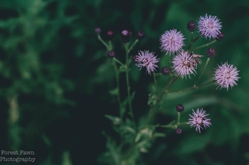 Flowers, flowers and more flowers! - - #wildflower #wildflowers #wildflowerphotography #nature #natu