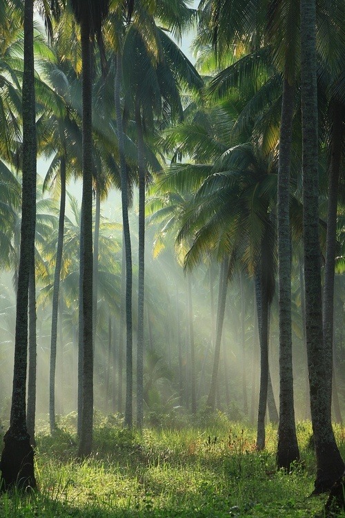 x-enial:  Palm Trees 