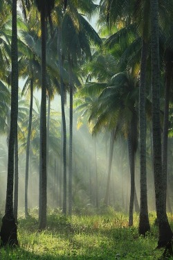 azexlia:  x-enial:  Palm Trees  🎀 