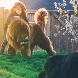 blackwatergypsy: southernsideofme:   A Friendship Between A Boy, His 2 Giant Dogs &amp; A Horse   Y'all Newfoundlands are the best, we have 5!! 🐶🐶🐶🐶🐶 