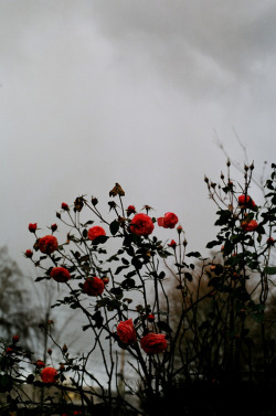 floralls:  winter roses (by Destiny Dawson) 