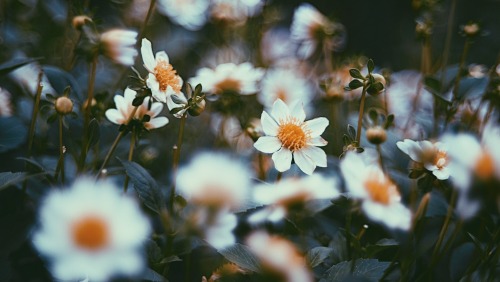 Classical Autumn Flowers
