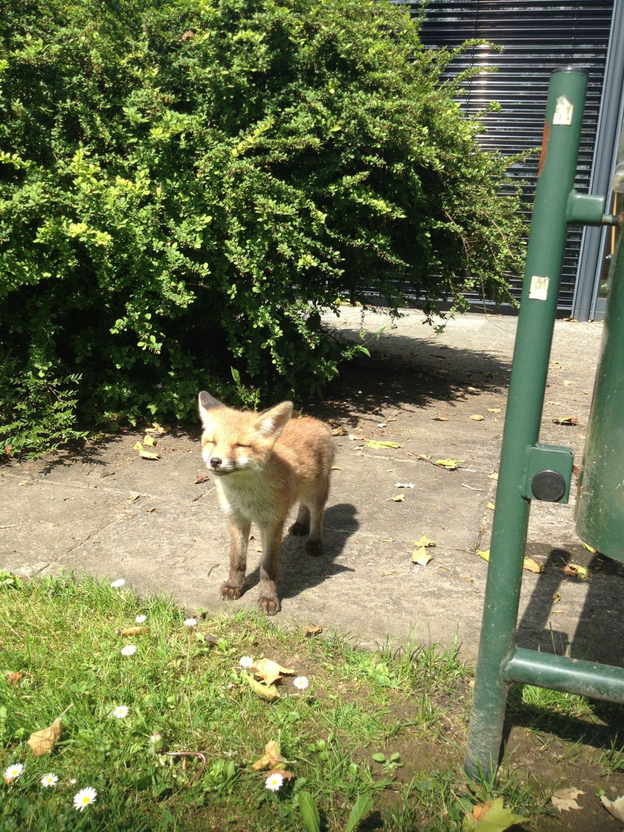 blazeonflowerchild:  awwww-cute:  Baby fox dazzled by the sun in my school’s park