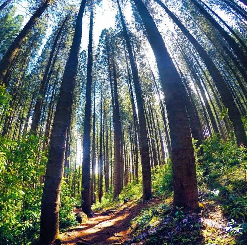 Reach high, stay rooted Happy #StPatricksDay!(at Judd Trail)