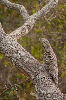 silverhawk:  silverhawk:  HEY HEY guys look at this fucking birdthis bird is called the potoo and despite its weird appearanceIT CAMOUFLAGES SUPER WELL???pls give this underappreciated bird species some notice bc damn no one knows how COOL these birds