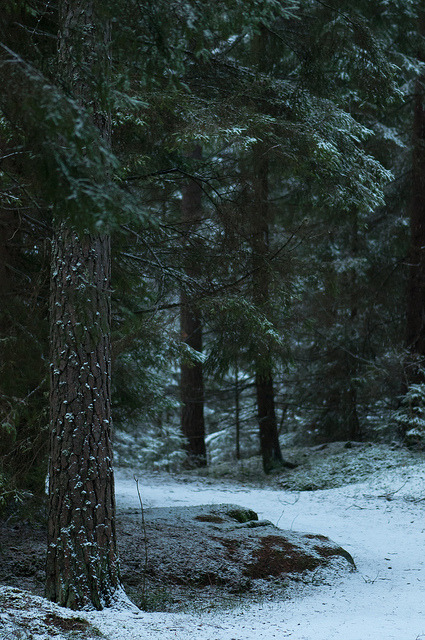 Stadsskogen by HOKarlsson on Flickr.