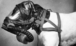 jeffreydamnher:  Dog in a gas mask, WWII