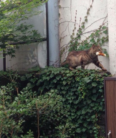 oooooooo:(ピン) PinterestWhat’s in this cat’s mouth???