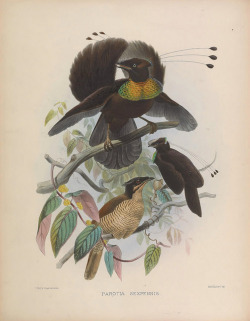 jomobimo: A monograph of the Paradiseidae or birds of paradise. [London]1873. 