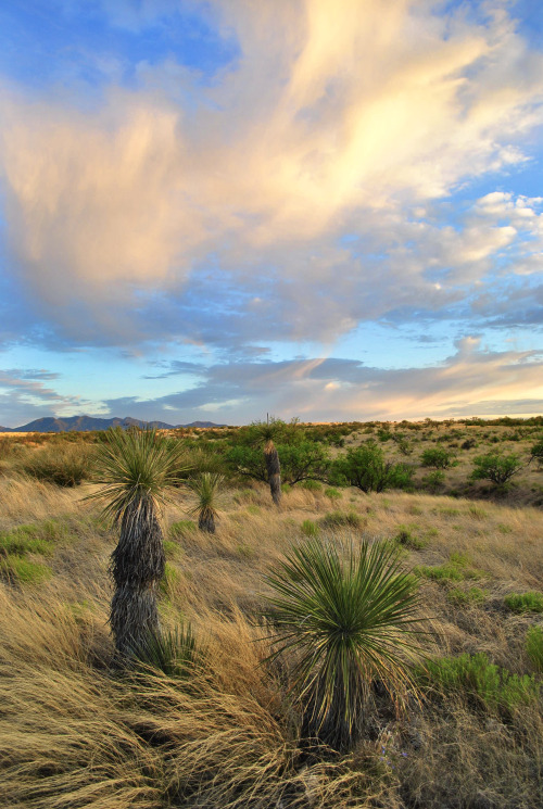 Arid grassland near Mescal, Cochise County, Arizona.