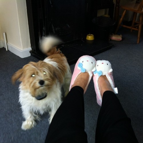 Are they for me?! She’s very interested in my slippers #juno #jrt jl#jackrussell #terrier #hel