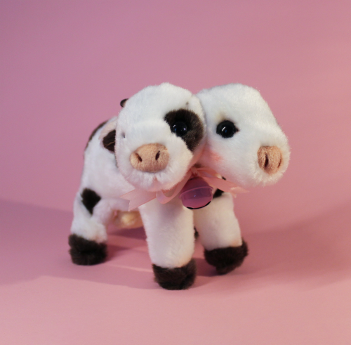 A small two-headed cow stuffed animal infront of a light pink background. It's wearing a light pink bow with a bell around its neck.
