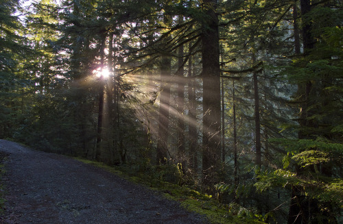  mikescofield: I got the day off from work yesterday so I decided to go hiking in the Opal Creek Wilderness in the Oregon Cascades. 