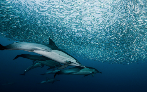 nubbsgalore:photos by alexander safonov of dolphins hunting sardines off south africa’s wild coast. “harmony in motion” is how he describes the hunt. see also: sharks attacking a bait ball