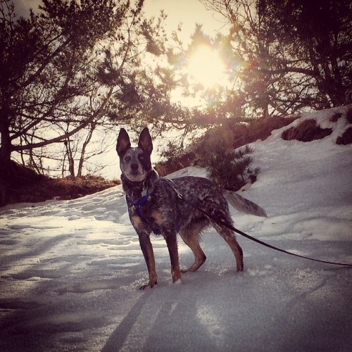 dulcetaesthetic:Handsome lil nugget.