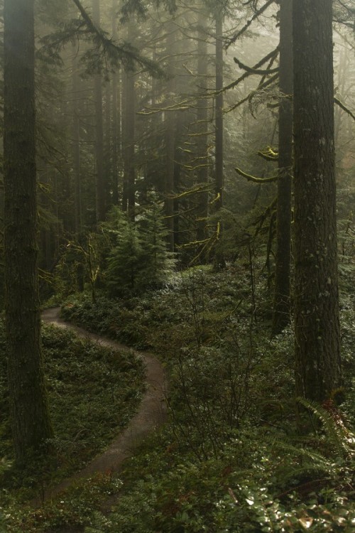 accio-forest: The stunning and mystical Silver Falls State Park by Anna Calvert