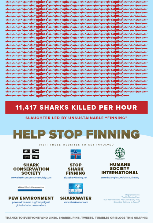 traveling-spartan: end0skeletal: hella-free-space: ohplesiosaur: Shark finning infographic by ripetu