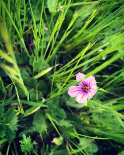 #Purple #Wildflower #Field #Eastcounty  (At Oakley, California)