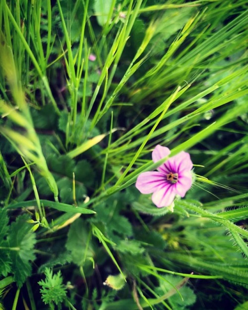 #purple #wildflower #field #eastcounty  (at Oakley, California)