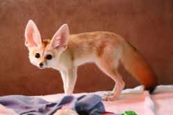 Some truth about fennecs - Imgur  Great details about fennec foxes and the pictures are so adorable&hellip;!