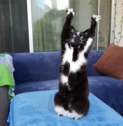 pleatedjeans:This cat is trying to tell us something [x]It’s so excited, almost like it’s trying to 