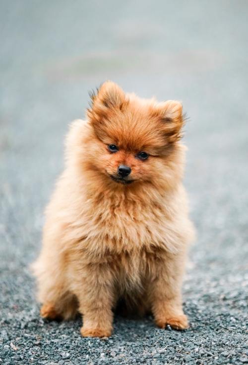 dogsempire