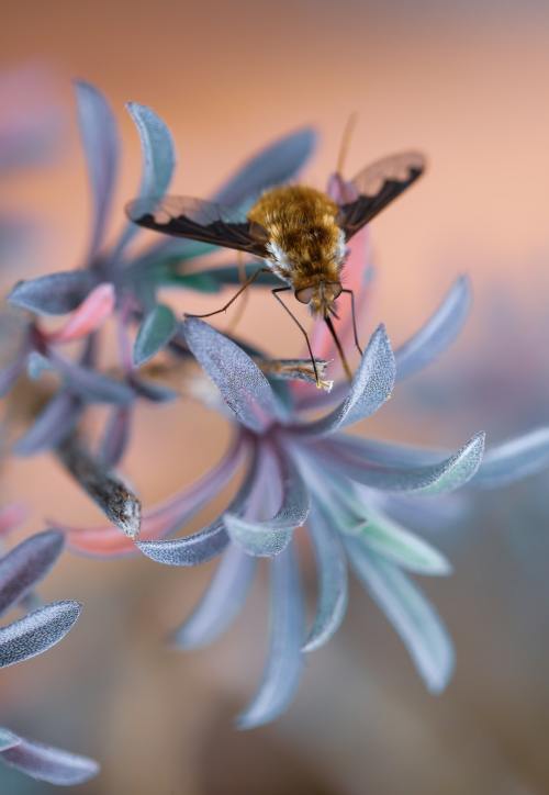 Bee Fly byKevin Grieve