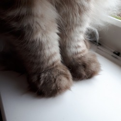 galacticcats:Floofens and peets