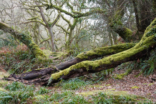 Dewerstone Woods Dartmoor UK