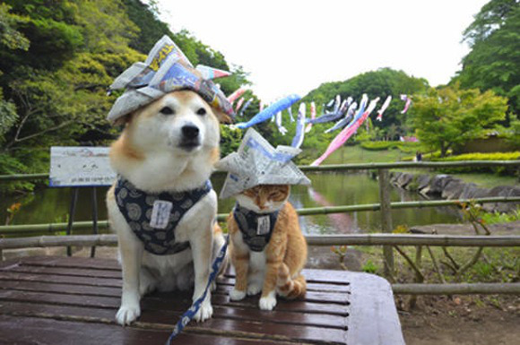 mon-petit-pony:  hay45h1:  (via This Shiba Inu and his kitty best friend are too