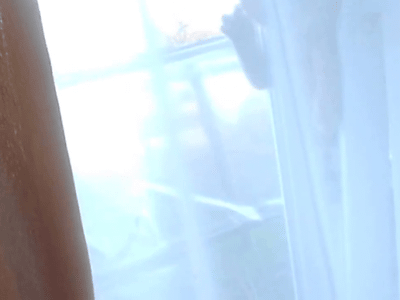 blazepress:  40 GIFs That Perfectly Sum up the Life of a Cat