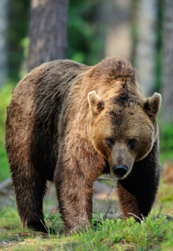 llbwwb:  (via 500px / Big male brown bear by Erik Mandre)