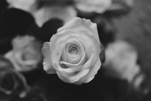 haustus:  rose 