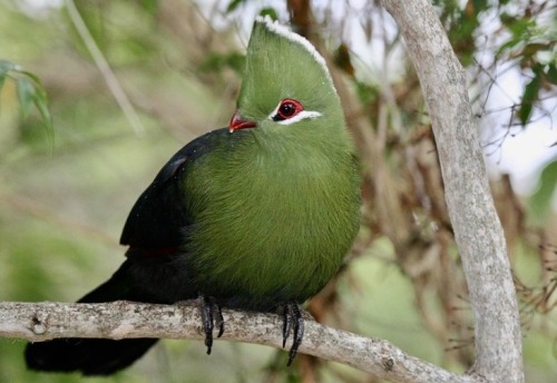 The Knysna Turaco, Also Known As The Knysna Loerie, Is A Large Turaco Species Primarily Found In Southern