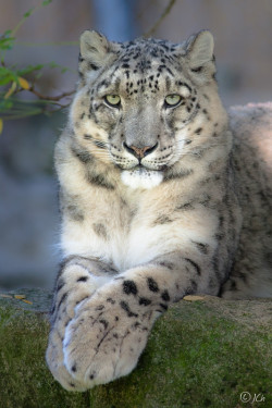 Bendhur   llbwwb:  Panthera uncia by Johan