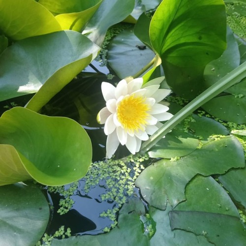 orlathewitch:Waterlilies blooming
