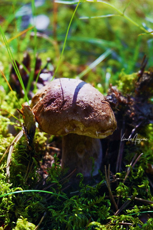 Boletus sp. (edulis, pinophilus, reticulatus)