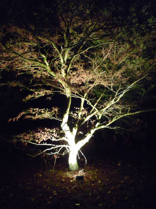 The Enchanted Wood, Part IIWestonbirt Arboretum, Gloucestershire, December 2013It&rsquo;s such a mag